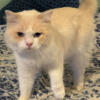 TICA Registered Male Flame Point Ragdoll