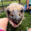 Blonde Emu Chicks! DNA sexed females!