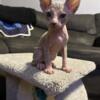 2 male sphynx kittens available with blue eyes