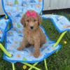 Miniature Goldendoodle Females ~ Ready to go