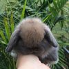 Holland Lop Bunny Dwarf
