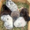 Chocolate,magpies tricolor, white ear baby Holland lops (litter box trained)