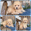 Sweet Toy poodle puppy