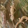 Leopard geckos 2 males and 2 females (first 3 pics) all for 40.00