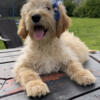 F2 Female Goldendoodle Puppy - LUCY