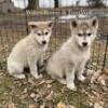 4th of July! Lowcontent Wolfdog Puppies