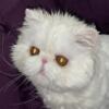 White Persian male Kitten