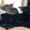 Available for sale  Oriental shorthair male