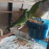 Proven Green Pair breeding Quaker Parrots
