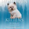 Mountain Kittens- Summer 2024 Kittens on the way!