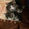 Cute little kittens looking for home
