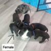 English Mastiff & Great Dane mix puppies