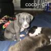 Adorable Pittbull puppies for sale -
