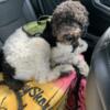 Standard poodle to rehome