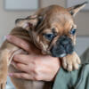 French bulldog , frenchie puppies for sale