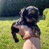 MALE YORKIPOO PUPPY FOR SALE - REMI