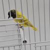 Canaries, Siskins & Finches