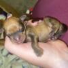 Beautiful Mini Dachshund Puppies