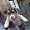 Corig puppies for rehoming