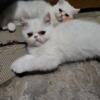 White exotic shorthaired persian kittens