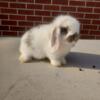 Pedigree Holland lop does