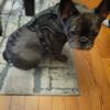 8 month old Blue French Bulldog puppy for sale