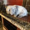 1. Year old male Holland lop/mini lop