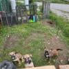 Miniboz Pups ready for new zip code