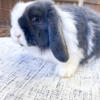 3 month old Holland lop exotic markings