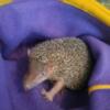 GREATER  TENREC FOR REHOMING