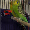 Full Blue & Full Green English Budgerigars (Parakeets) for Sale - 4 Weeks Old - $100