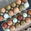 Fresh free range eggs for sale Cleveland Georgia