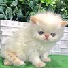 Himalayan kittens for sale New Jersey