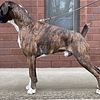Health tested 75% euro Flashy Brindle Boxer available for stud Akc Registered