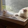White Persian Kittens - boys