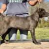 1 year old Cane Corso Females