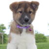 AKC AKITAS MALE AND FEMALES AVAILABLE CALL OR TEXT 