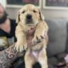 Golden retriever puppy for sale- Male