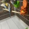 4 month old parakeets