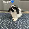 5 Holland lops looking for good forever homes.