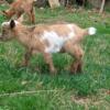 Baby goats for sale!