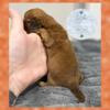 AKC mini dachshunds males available