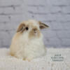 Available Cute Bunny Rabbits