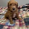 Mini Goldendoodle Available now!