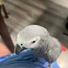African grey female and male tame TEXT  