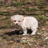 Maltese girl puppy ready for her forever home