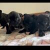 Bugg puppies for SaLe
