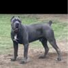 Exotic Cane Corso Pups Looking for New home