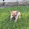 Red Fawn Female Frenchie