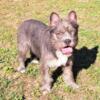 Miniature Schnauzer/ French Bulldog crossbeed, male, 9 months old,blue eye for shipping